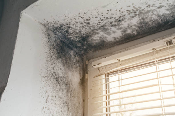 Affordable Mold Cleanup solutions in Wake Forest, NC